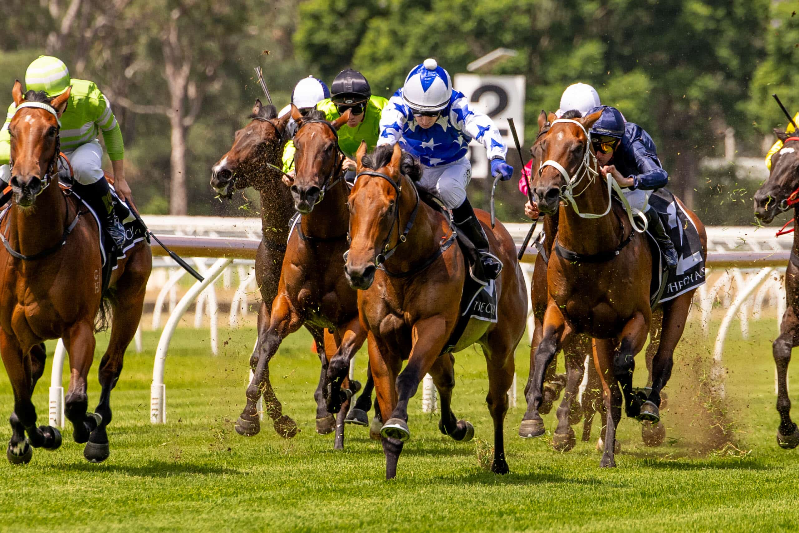 King-Of-Pop_WF-Races-RA-17-Dec-25-7871-2-scaled (1)